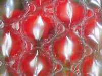 Amaryllis-Bl&uuml;te