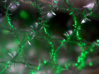 Gr&uuml;nes Experiment