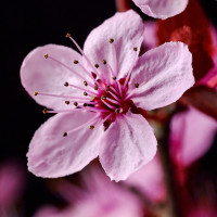 2024-03-10-Prunus-Macro