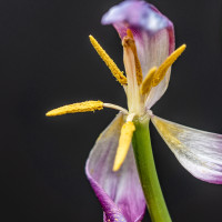 Auch der Fr&uuml;hling ist verg&auml;nglich