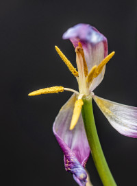 Auch der Frühling ist vergänglich