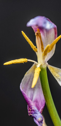 Auch der Fr&uuml;hling ist verg&auml;nglich