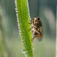 Kleiner Käfer ganz groß