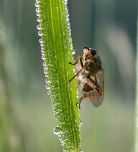 Kleiner Käfer ganz groß