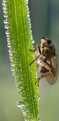 Kleiner Käfer ganz groß