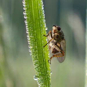 Makro