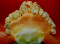Rot und scharf Rot und scharf