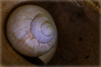 Verlassenes Schneckenhaus