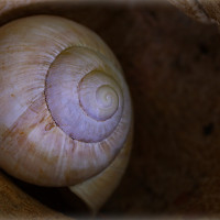 Verlassenes Schneckenhaus
