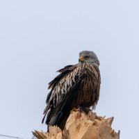 202503.24 milan000573