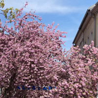 Altstadt