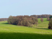 bald sind die baeume wieder gruen