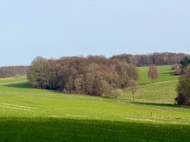 bald sind die baeume wieder gruen