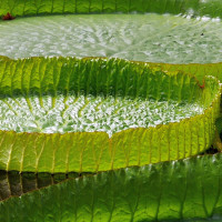 P1700300Garten Bonn b