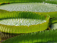 P1700300Garten Bonn b