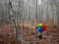 Buntes im Wald