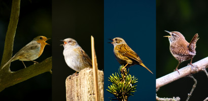 fantastierischen vier