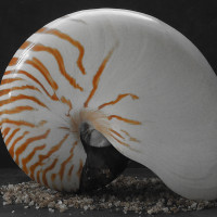 Nautilus auf Fleur de Sel