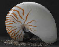 Nautilus auf Fleur de Sel