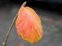 Zaubernuss-Blatt - Herbstfärbung