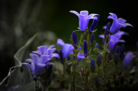 Campanula