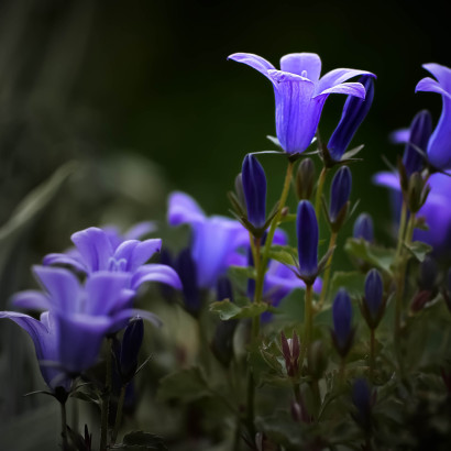 Campanula