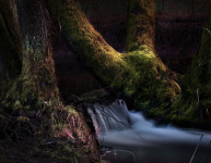 Des Waldes dunkel zieht