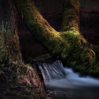 Des Waldes dunkel zieht