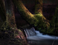 Des Waldes dunkel zieht