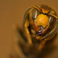 Makro Workflow-Hornisse