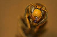 Makro Workflow-Hornisse