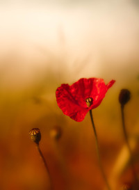 Mohn