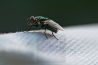 noch eine Fliege noch eine Fliege
