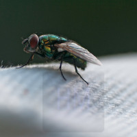 noch eine Fliege noch eine Fliege