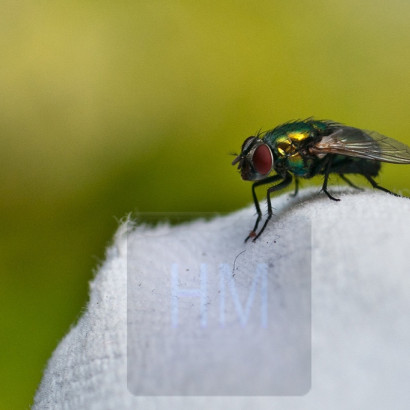 noch eine Fliege