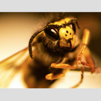 Wespe_ HM  Wespe_ HM