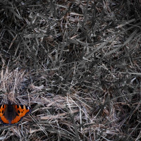 Einer ist noch da...