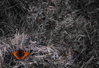 Einer ist noch da...