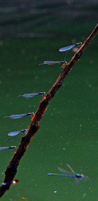 Libellen am Beversee