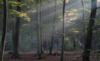 Morgenlicht Morgenlicht