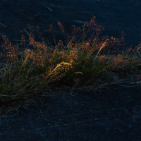 Natur kommt zurück !