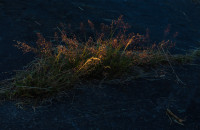 Natur kommt zurück !