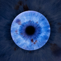 Iris Iris