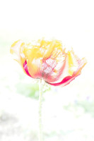 ueberbelichtet mohnbluete