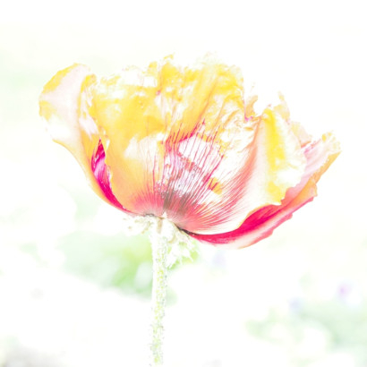 ueberbelichtet mohnbluete