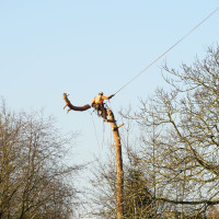 Gefahrfällung im Ort