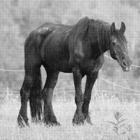 Der alte schwarze Gaul                Der alte schwarze Gaul