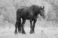 Der alte schwarze Gaul               