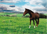 Ich liebe die Freiheit