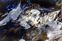 Wie sch&ouml;n w&auml;re der Bach ohne Plastikm&uuml;ll